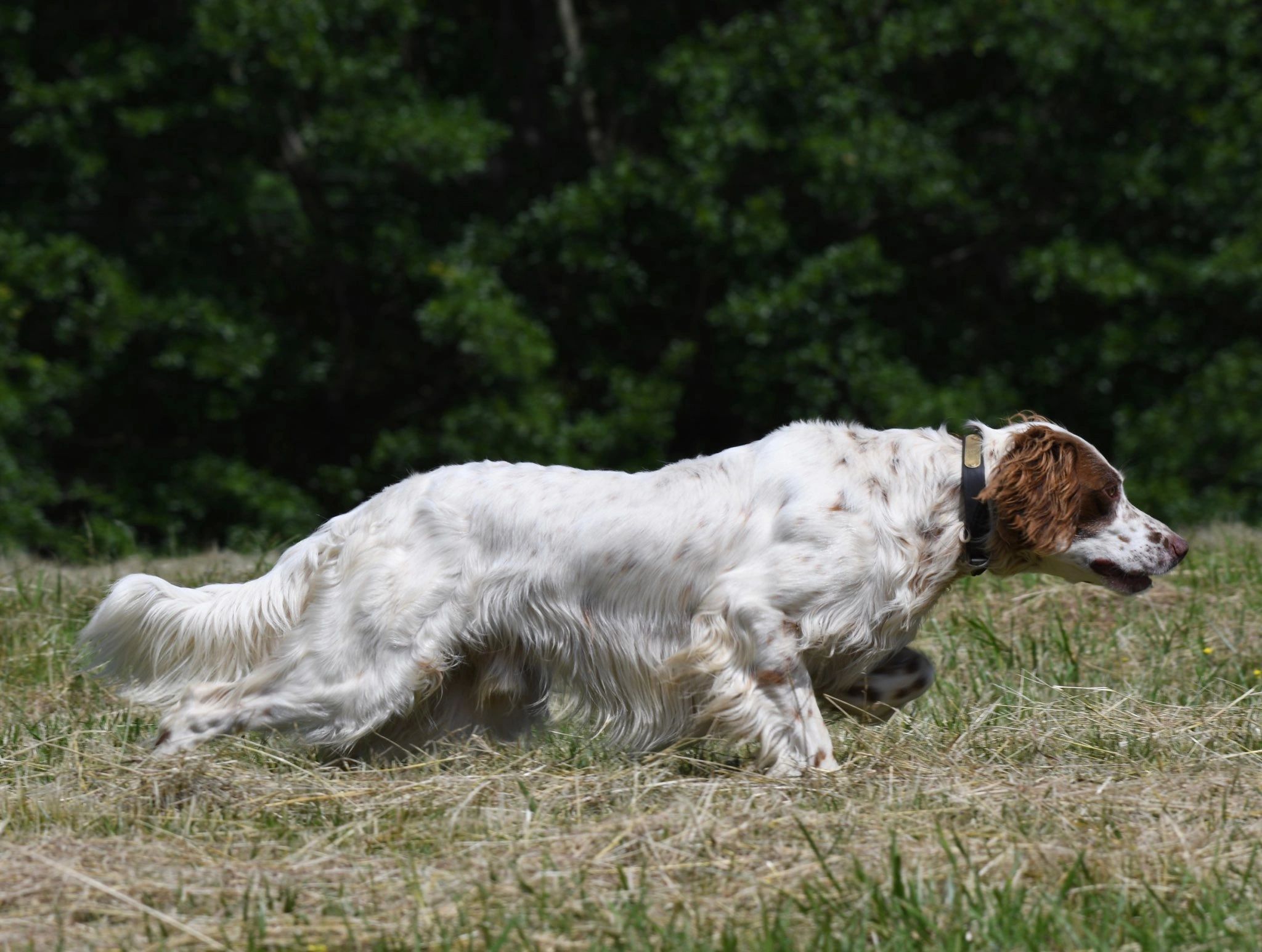 Upperwood deals english setters